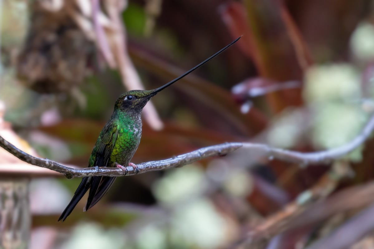 Sword-billed Hummingbird - Drew Weber