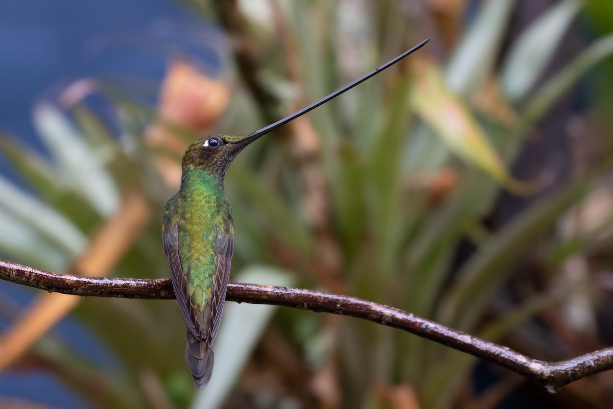 kolibřík mečozobec - ML102189541