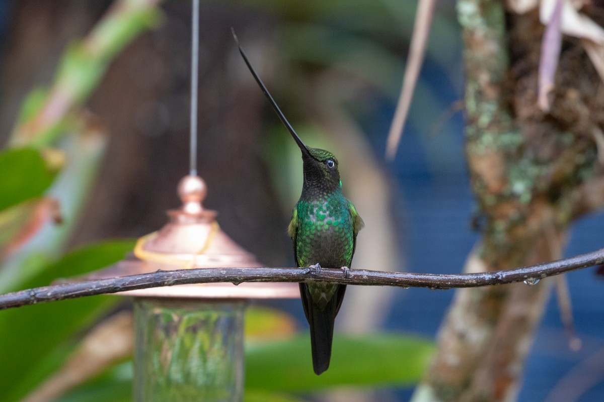 Sword-billed Hummingbird - Drew Weber