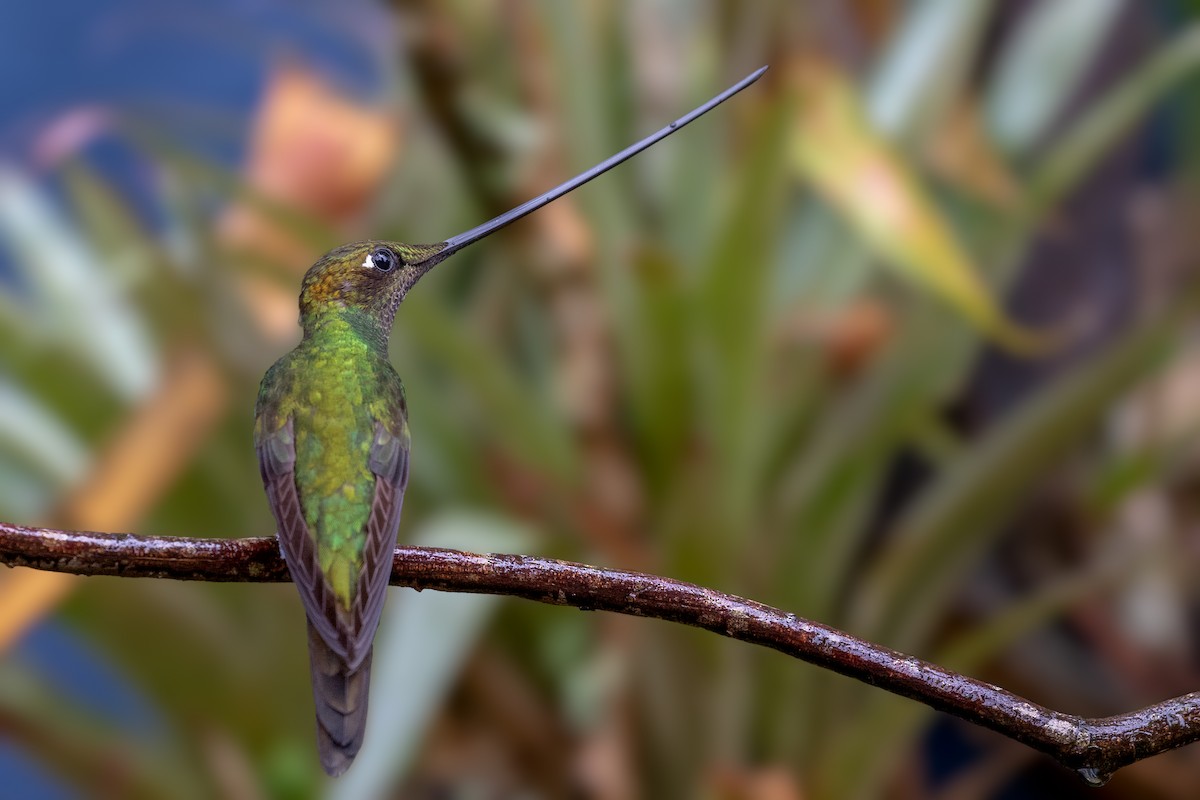 Sword-billed Hummingbird - ML102189641