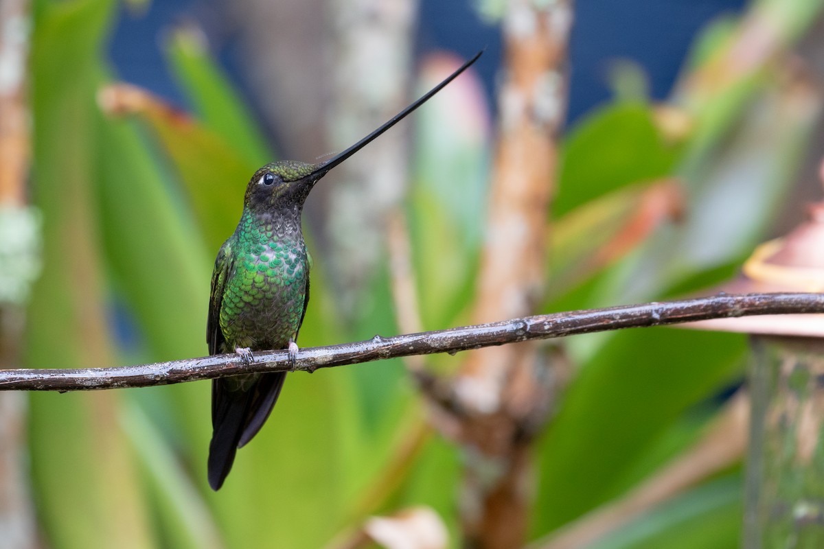 Sword-billed Hummingbird - ML102189671