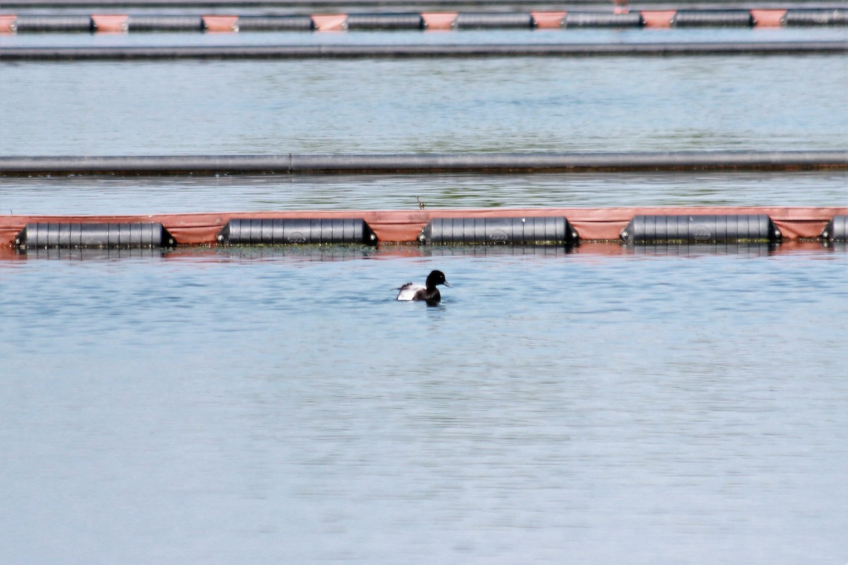 Greater/Lesser Scaup - ML102189731