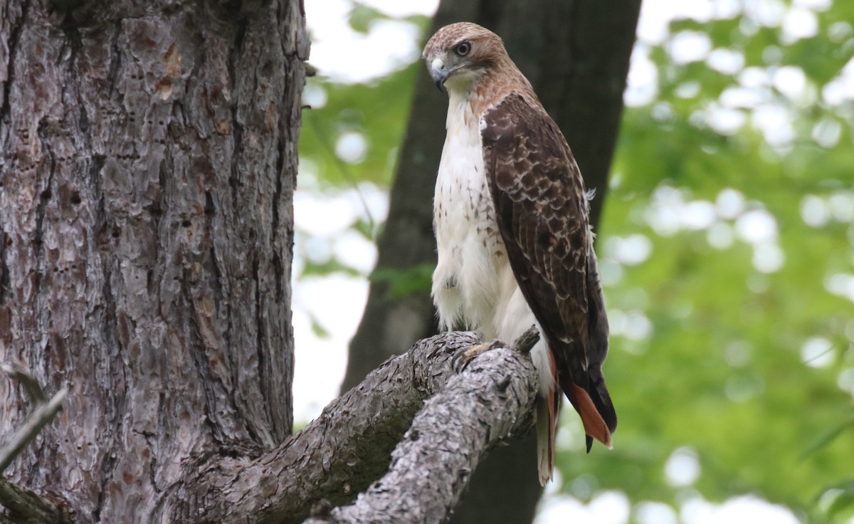 Red-tailed Hawk - ML102195441