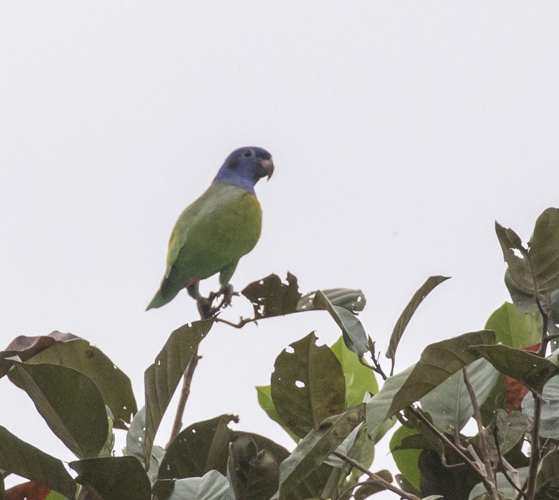 Blue-headed Parrot - ML102197151