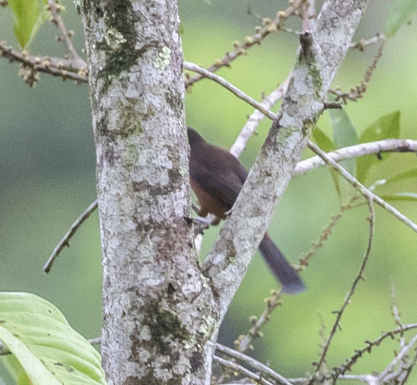Silver-beaked Tanager - Mouser Williams
