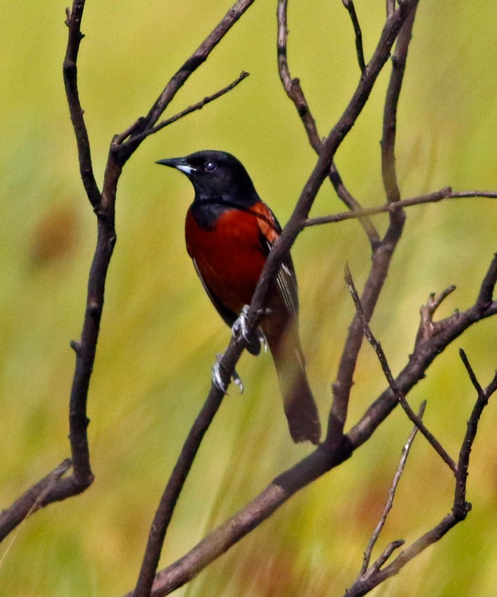 Orchard Oriole - ML102200361
