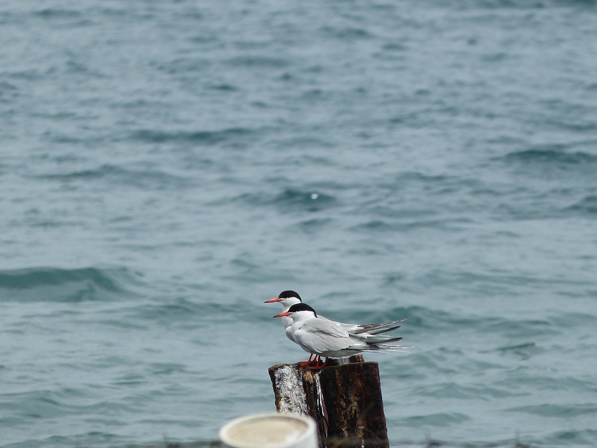 Common Tern - ML102200851