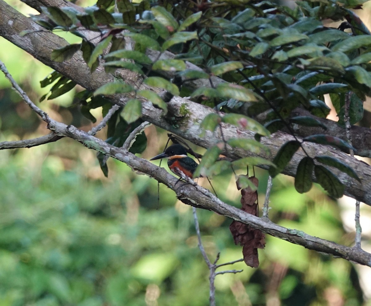 American Pygmy Kingfisher - Jaye Rykunyk