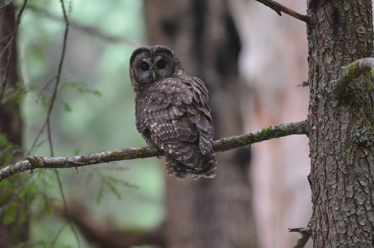 Spotted Owl (Northern) - Ben Phalan