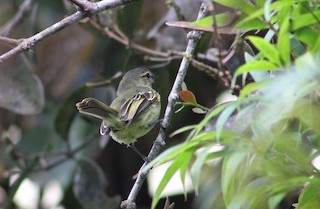  - Peruvian Tyrannulet