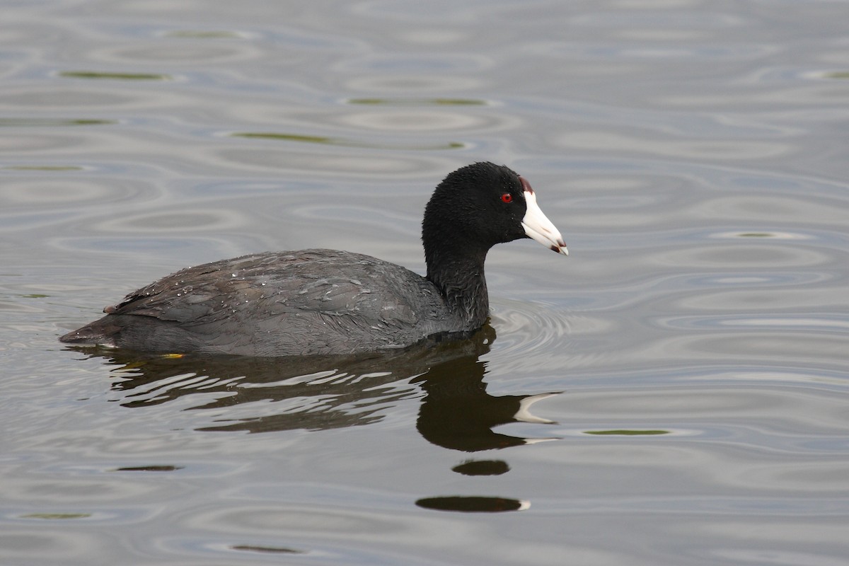 American Coot - Janet Hill