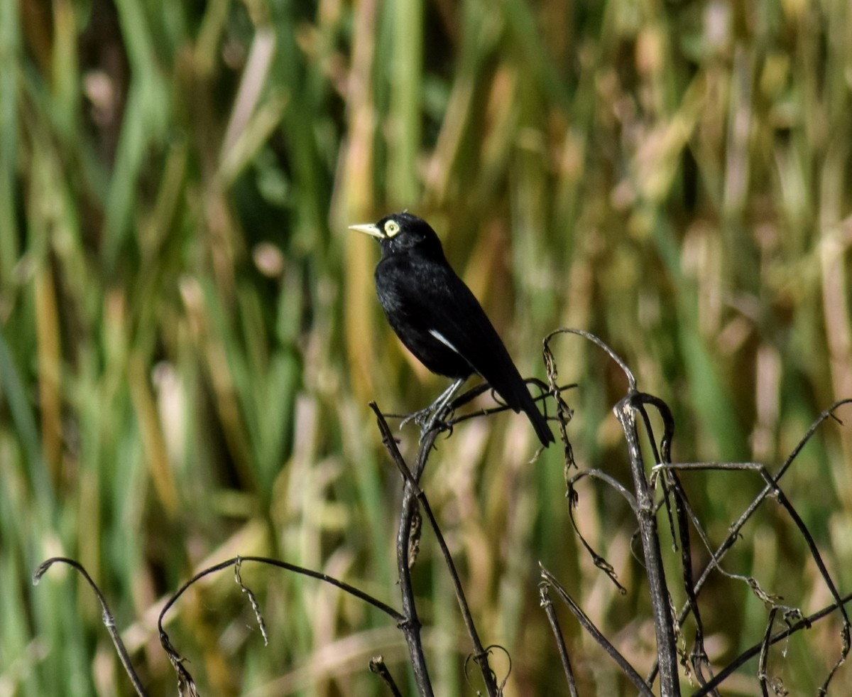 Spectacled Tyrant - ML102206811