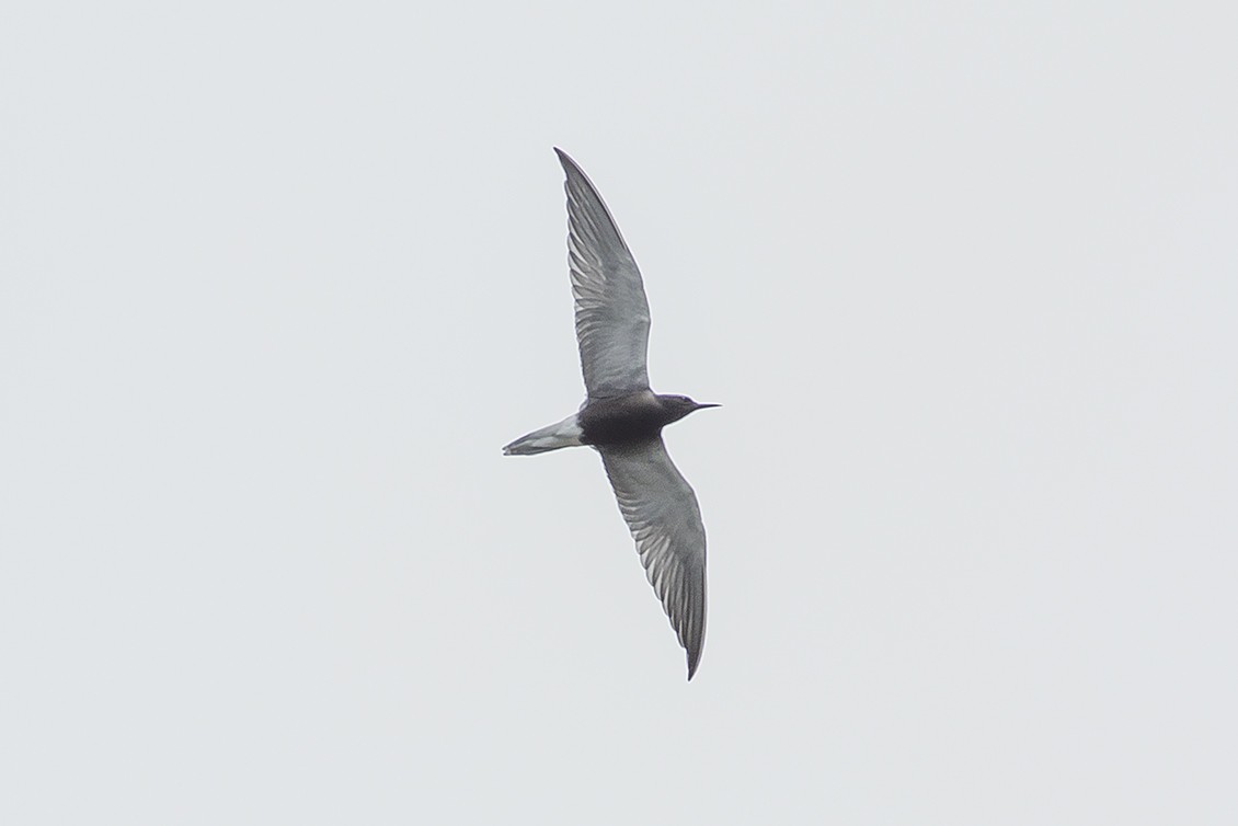 Black Tern - ML102210091