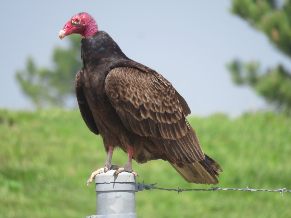 Turkey Vulture - Mary Trombley