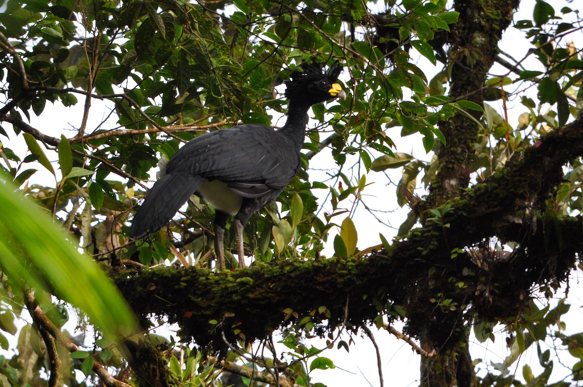 Great Curassow - Leandro Arias