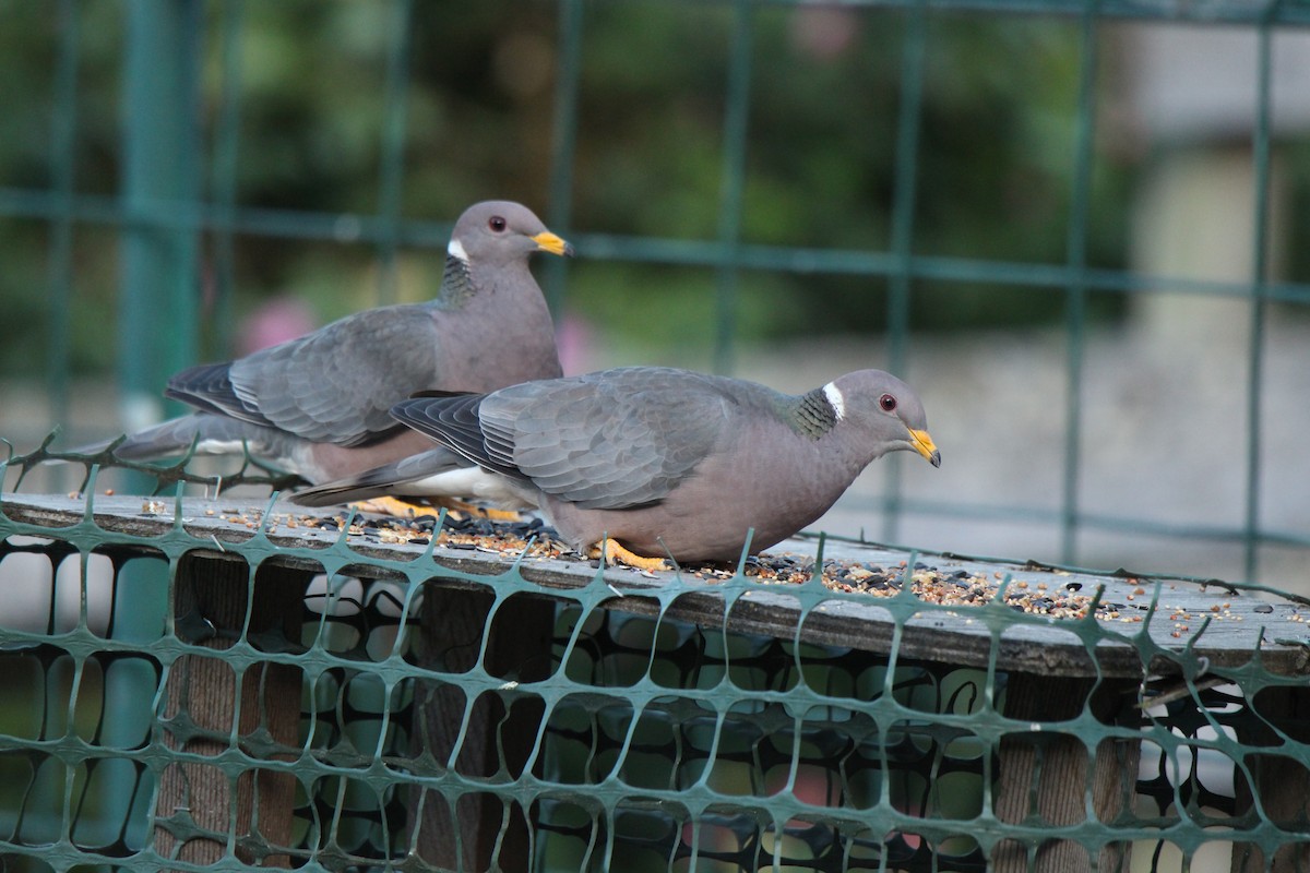 Band-tailed Pigeon - ML102212691