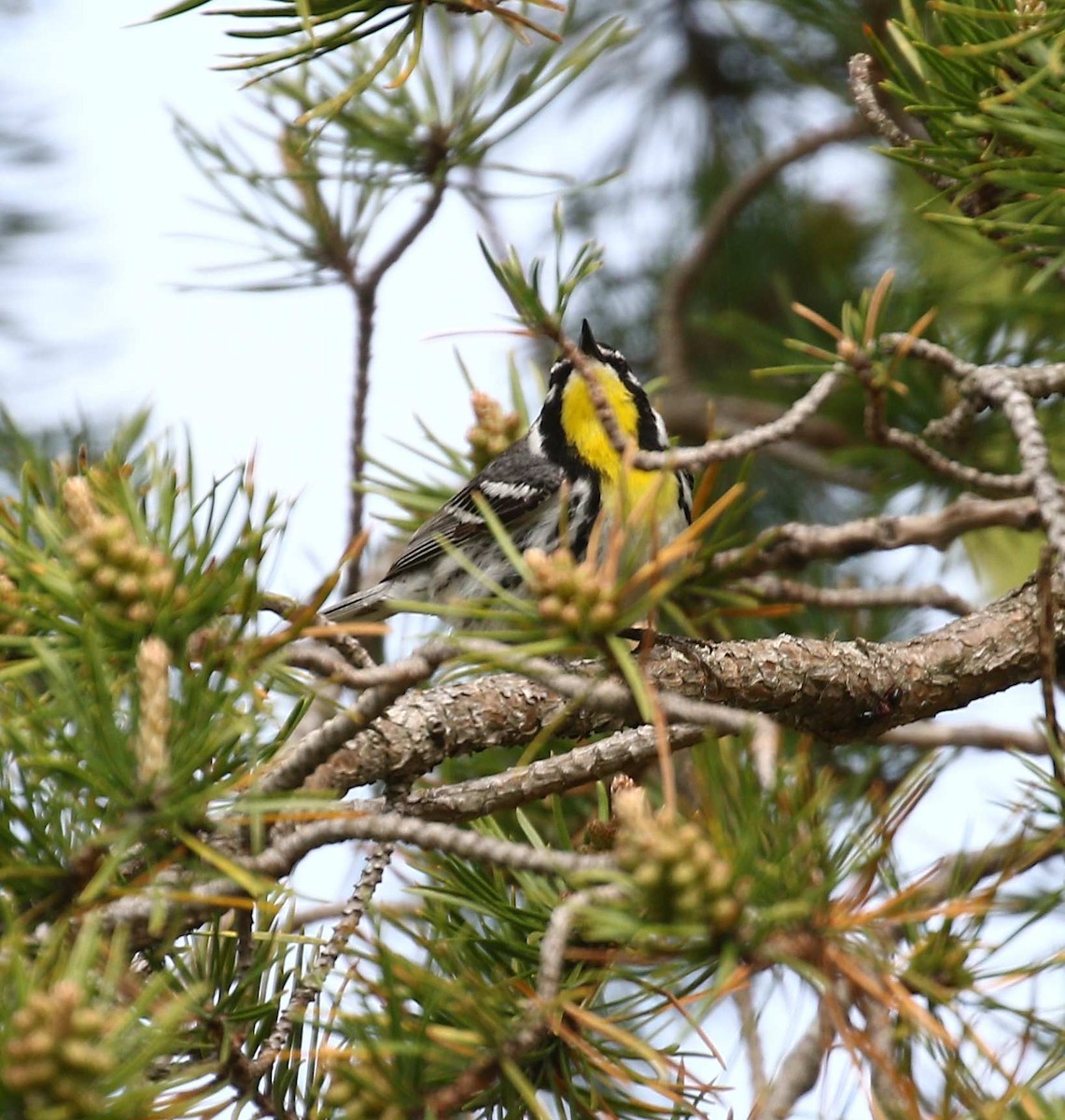 Yellow-throated Warbler - Deb Vogt
