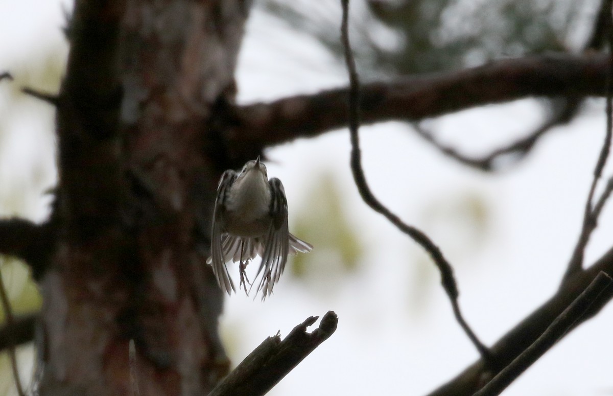 Black-and-white Warbler - ML102214151