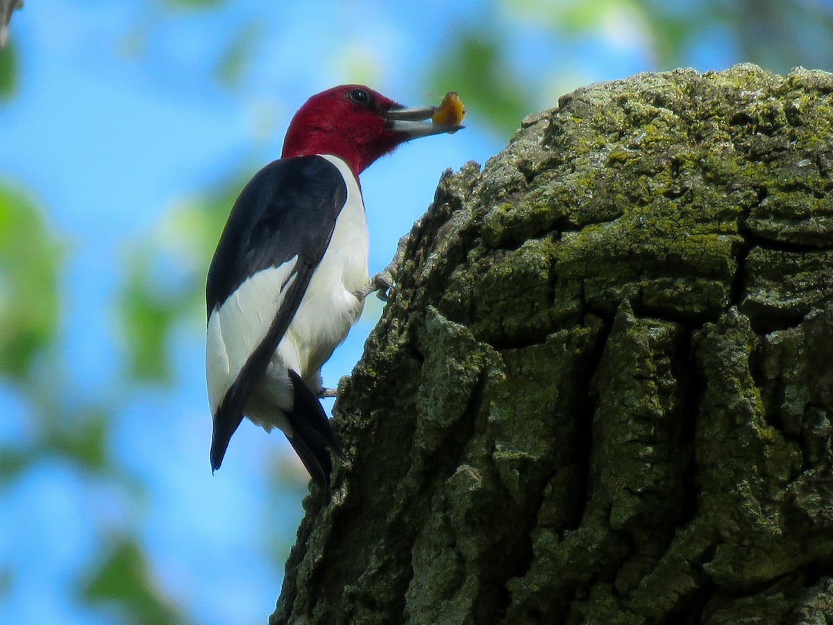Red-headed Woodpecker - ML102214191