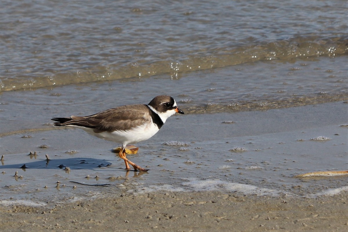 Semipalmated Plover - Mike Goebel