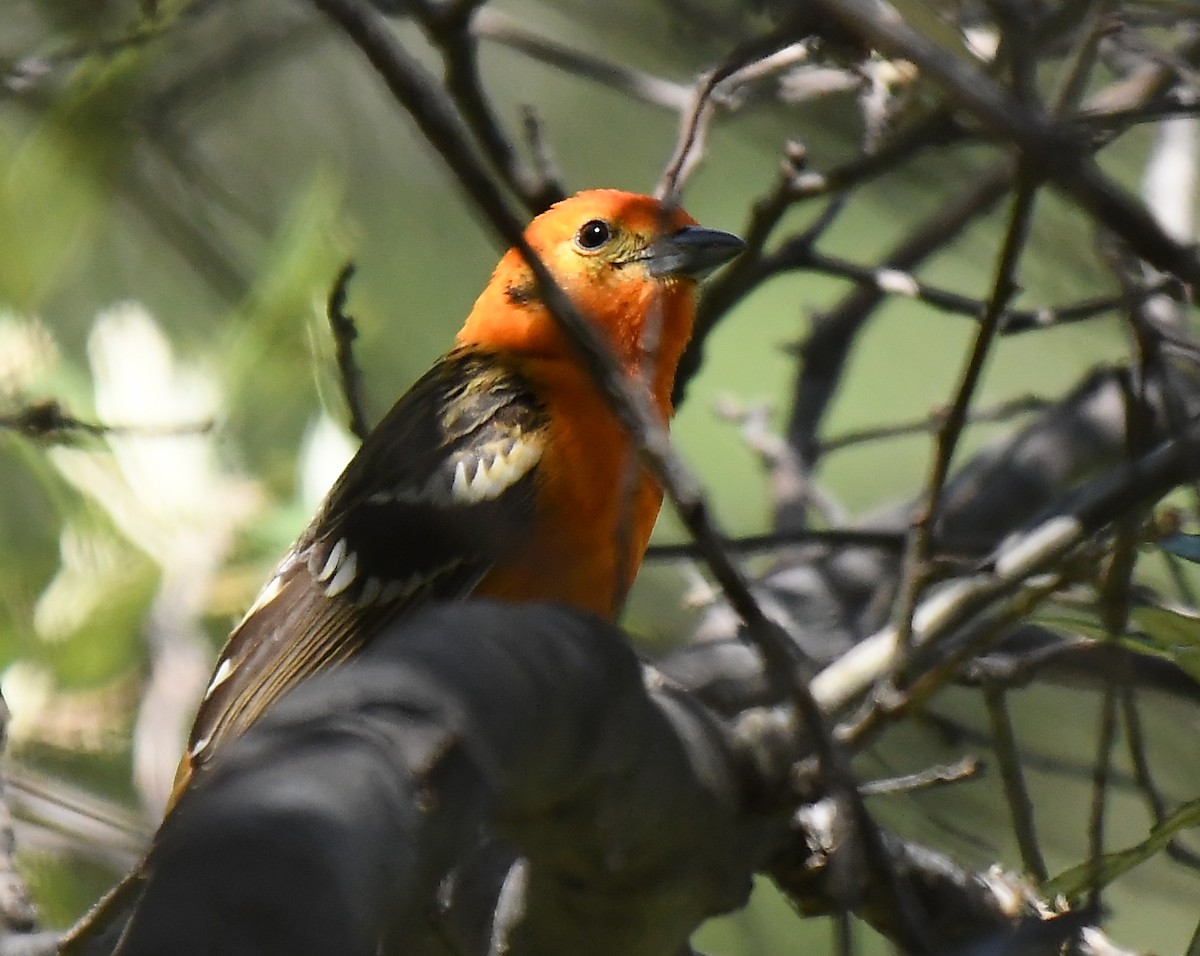 Flame-colored Tanager - Dan Brown
