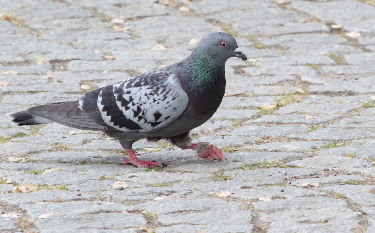 Rock Pigeon (Feral Pigeon) - Gary Leavens
