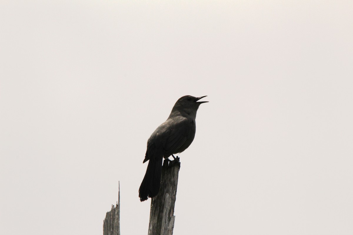 Gray Catbird - daniel patry