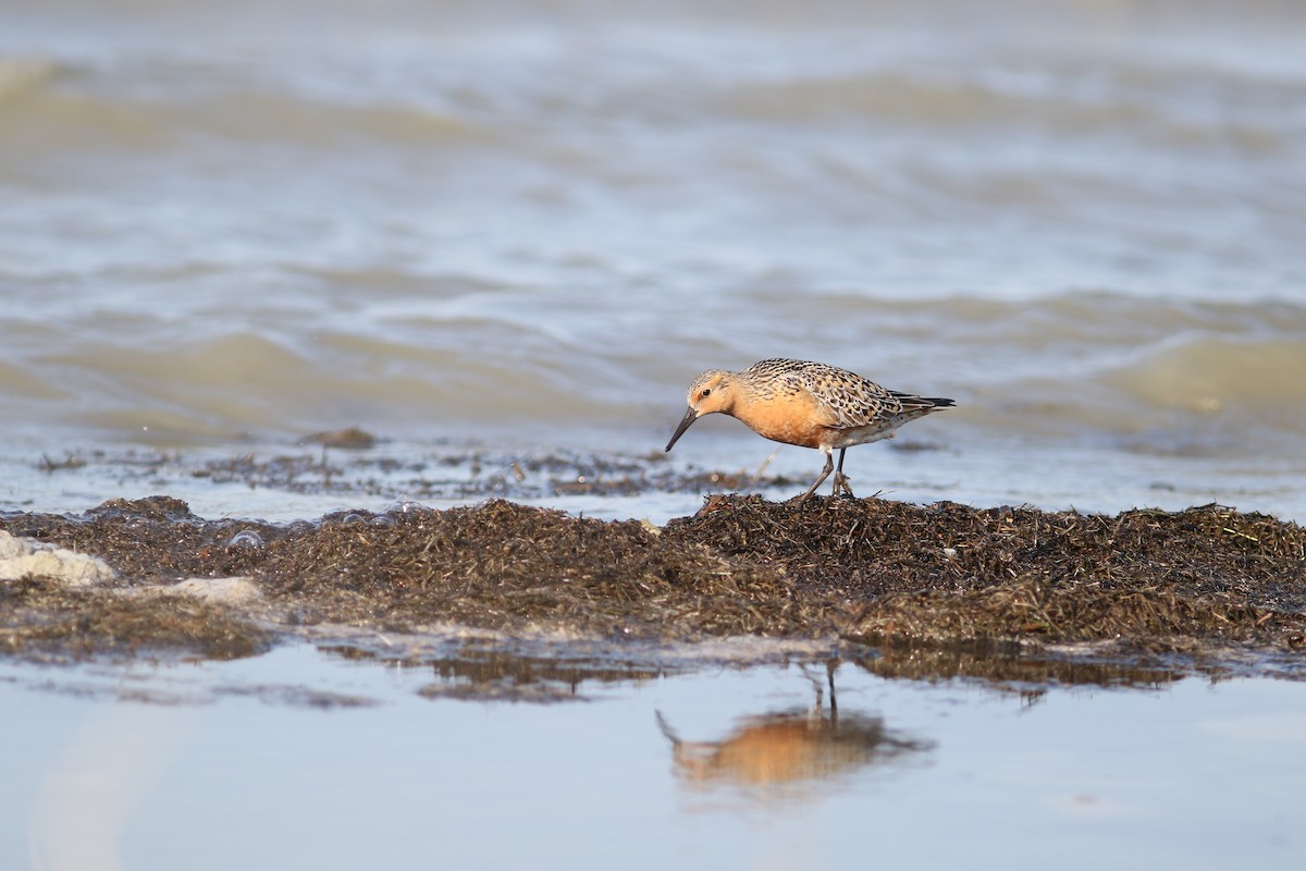 Red Knot - Jonathan Pap