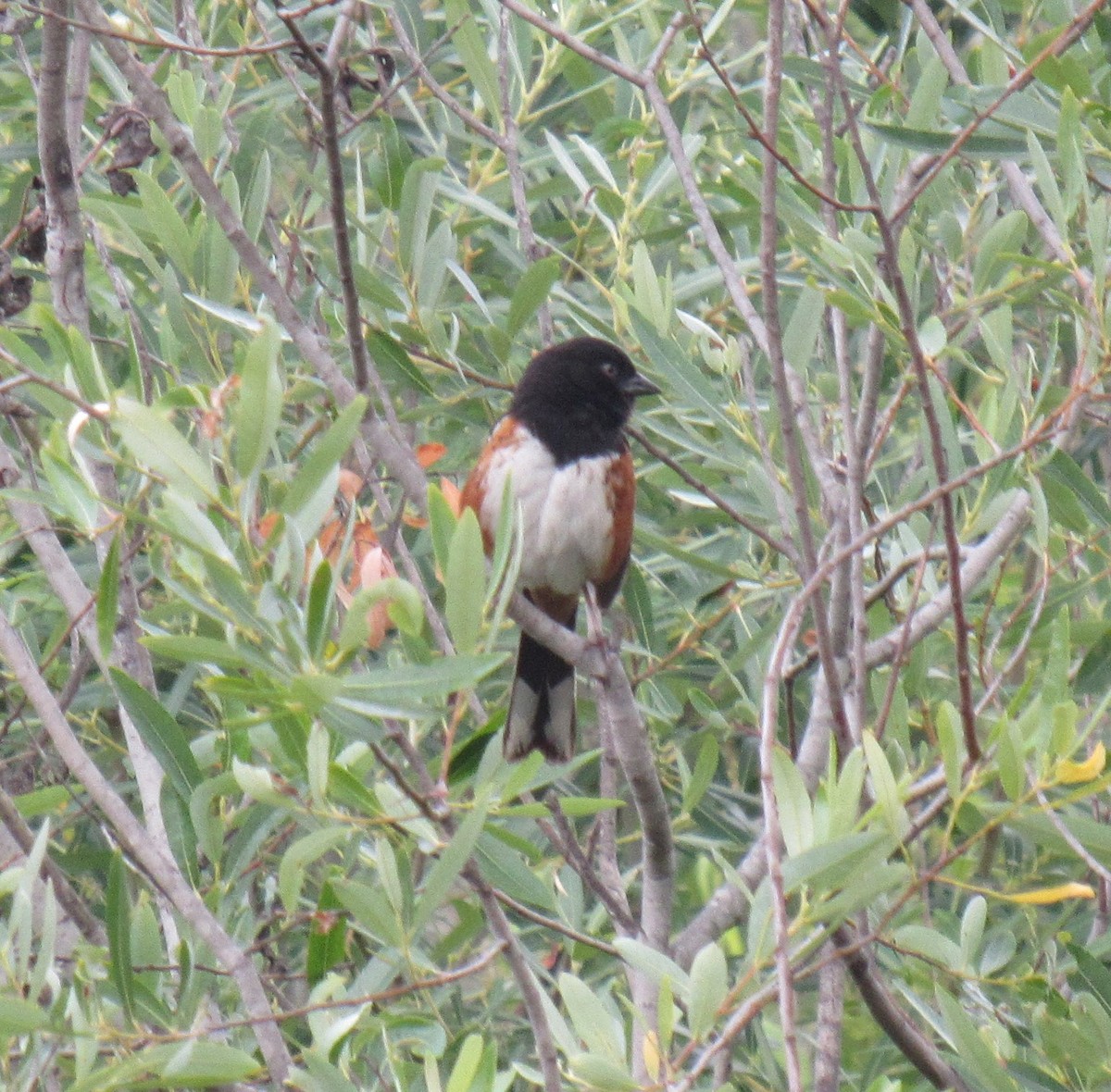 Spotted Towhee - ML102233471
