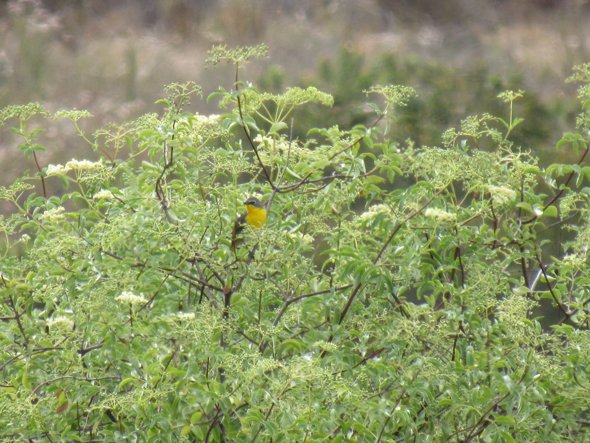 Yellow-breasted Chat - ML102233481