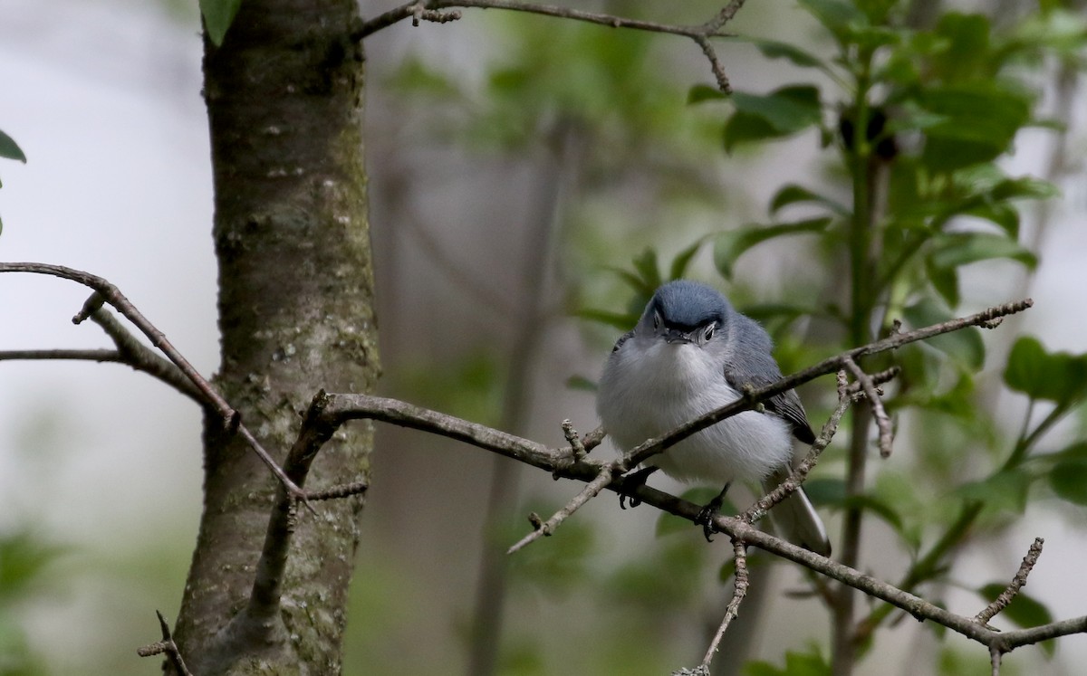 Blue-gray Gnatcatcher (caerulea) - ML102241671