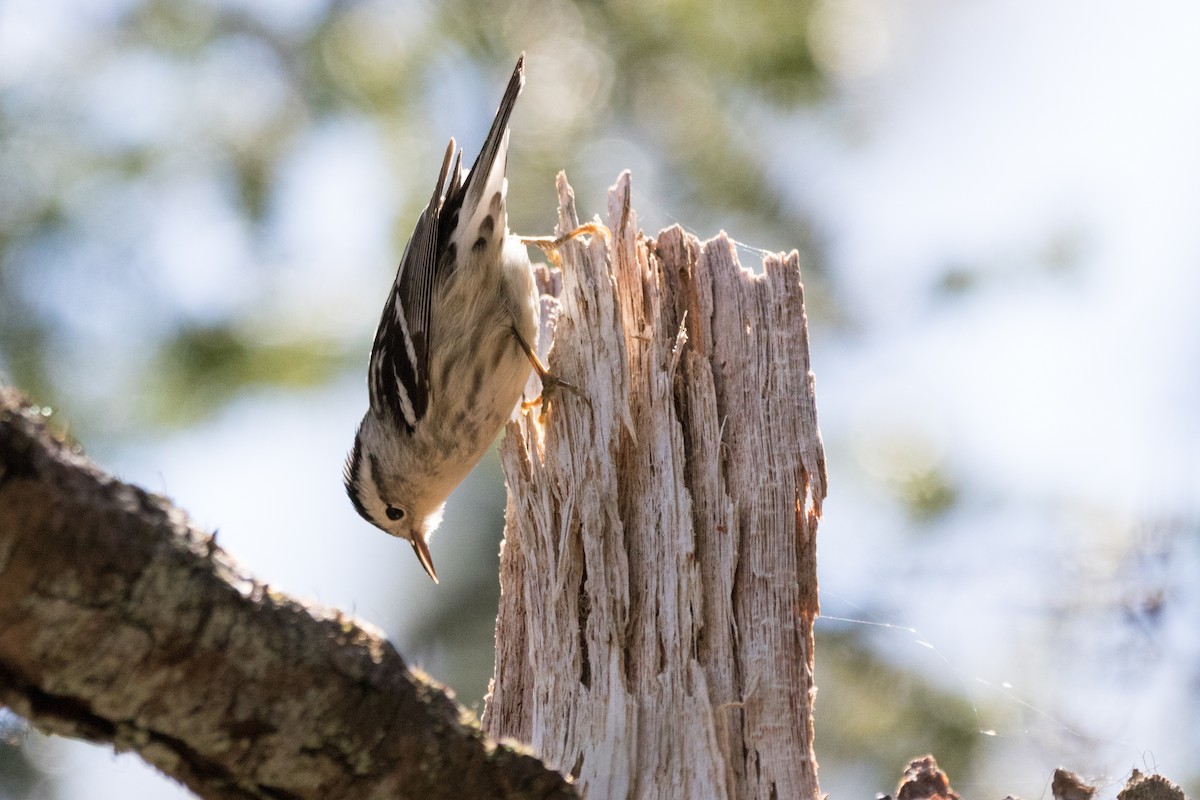 Black-and-white Warbler - ML102242801