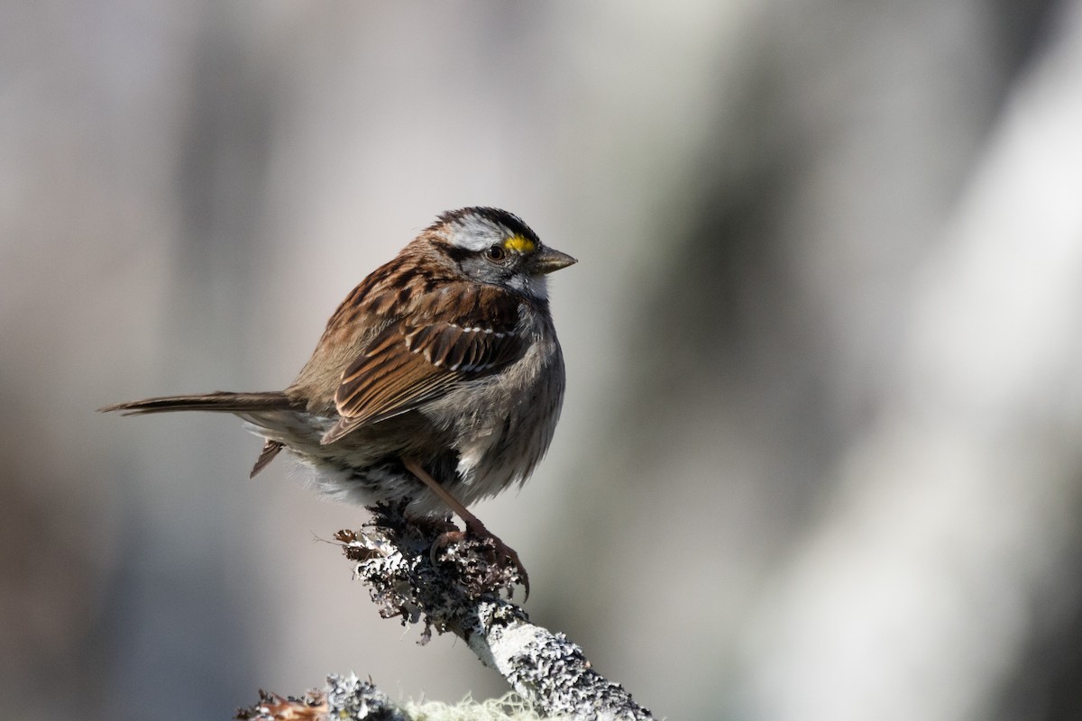 White-throated Sparrow - Steven McGrath