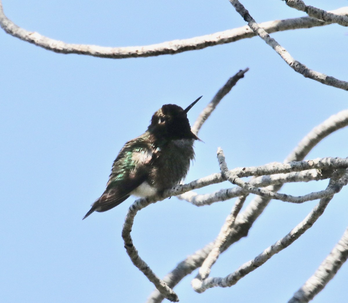 Costa's Hummingbird - ML102246771