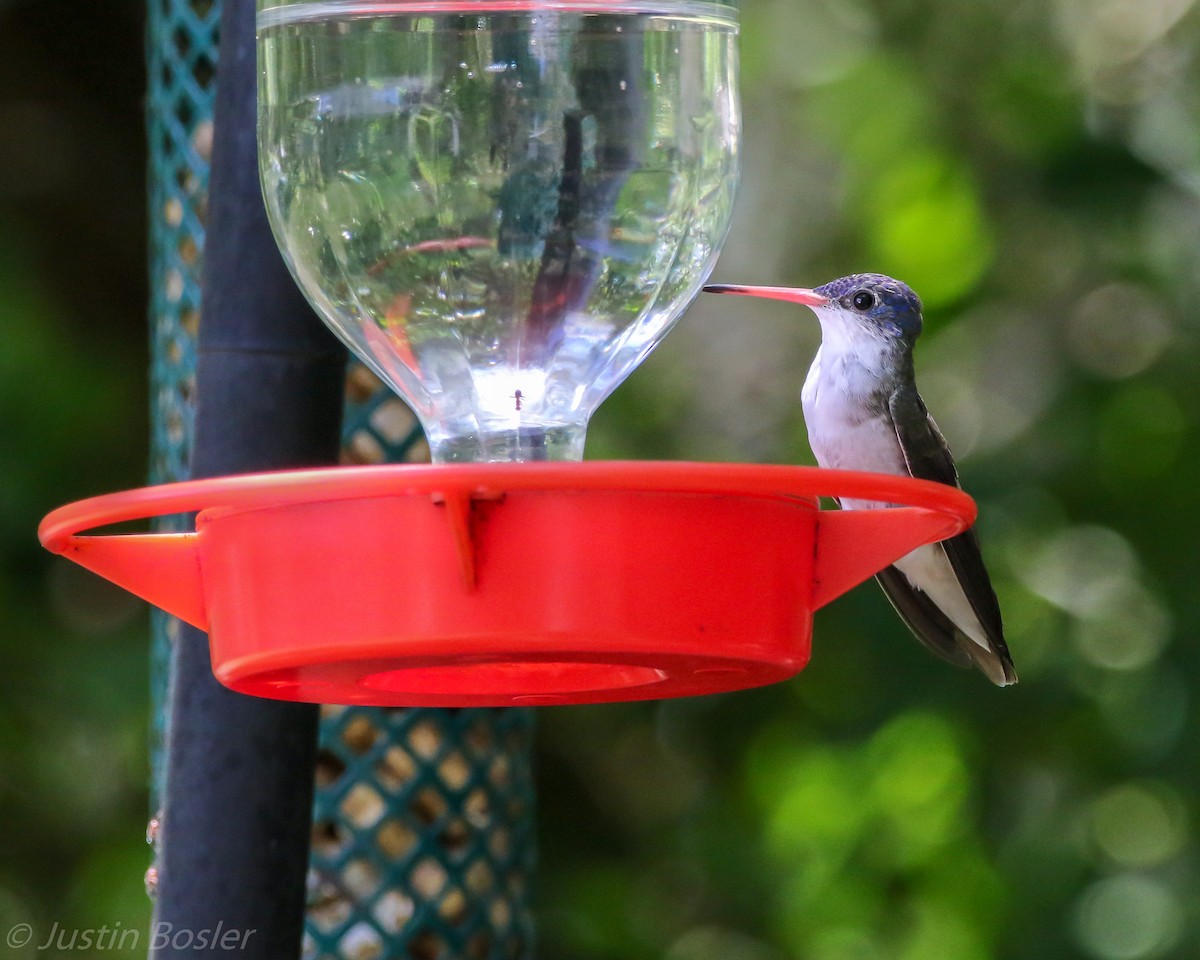 Violet-crowned Hummingbird - Justin Bosler