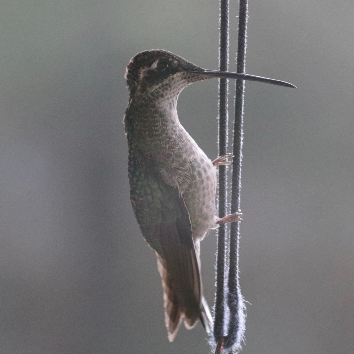Talamanca Hummingbird - Armand Munteanu