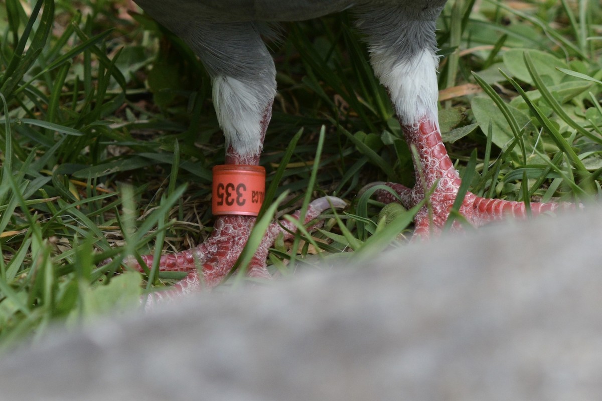 Rock Pigeon (Feral Pigeon) - ML102249881