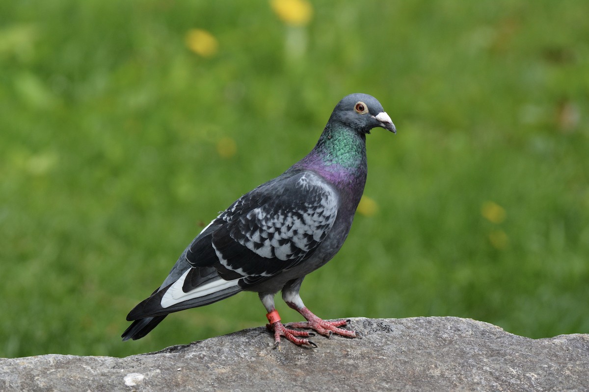 Rock Pigeon (Feral Pigeon) - Monica Siebert