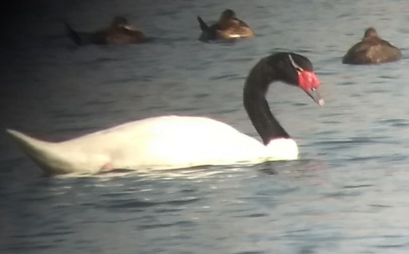 Black-necked Swan - Bill Tweit