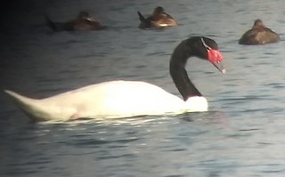 Black-necked Swan, ML102250401