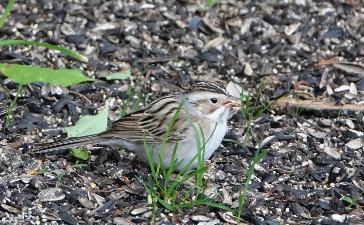 Clay-colored Sparrow - Robert Dixon