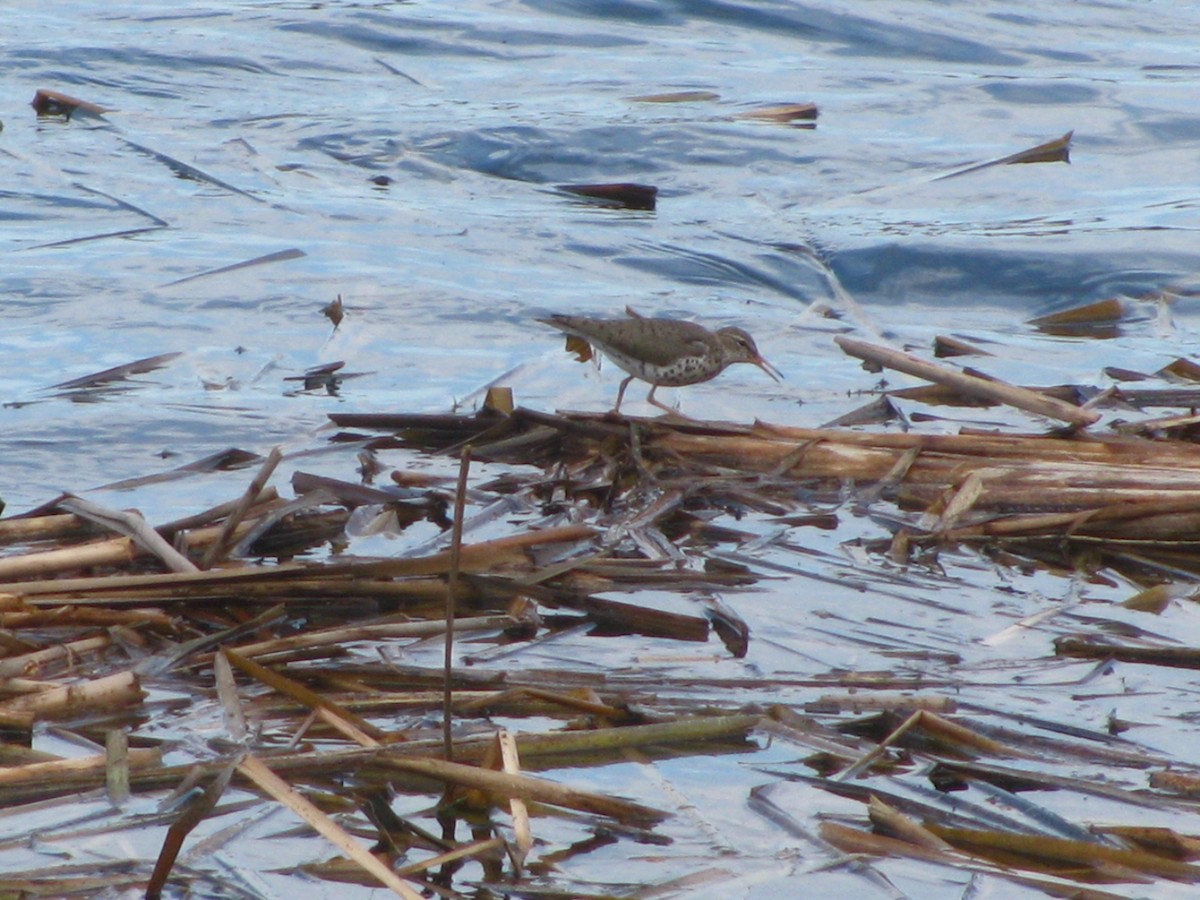 Spotted Sandpiper - élaine bouchard
