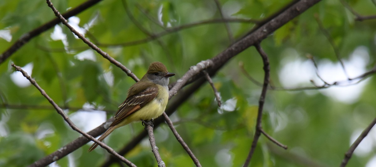 Great Crested Flycatcher - france dallaire