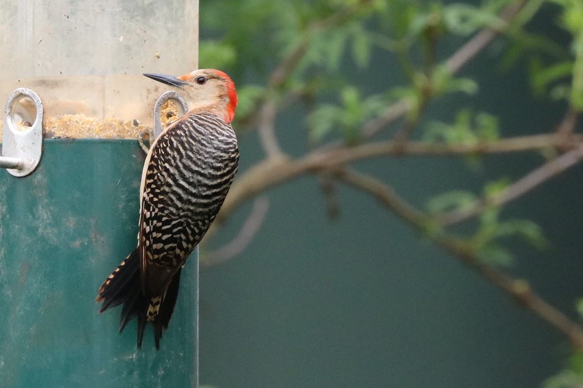 Red-bellied Woodpecker - ML102254971