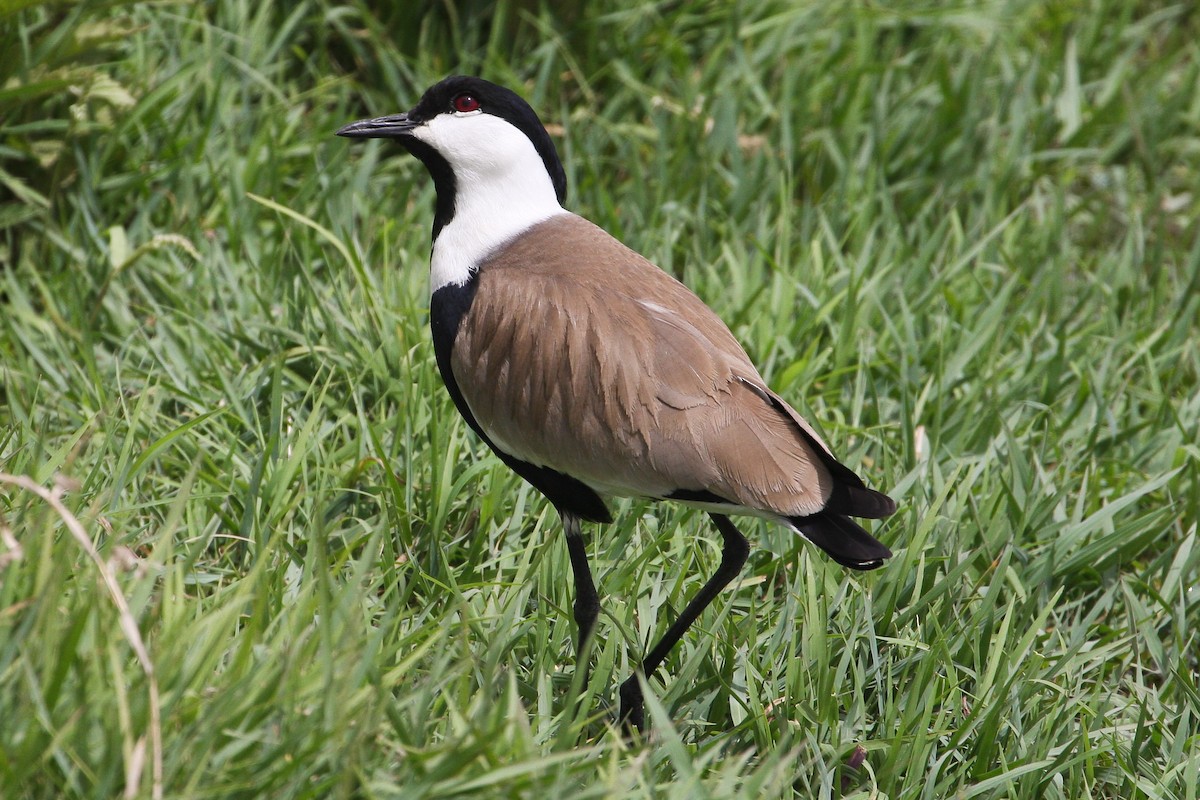 Spur-winged Lapwing - ML102257821