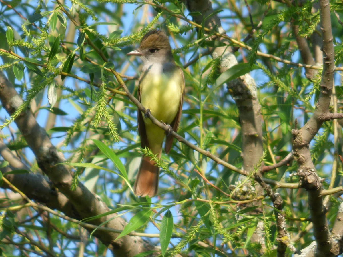 Great Crested Flycatcher - ML102258381