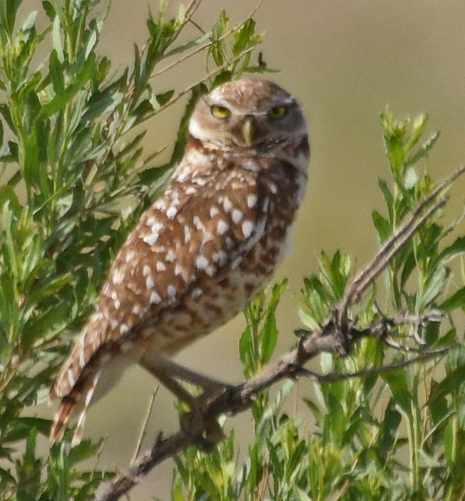 Burrowing Owl - ML102263271