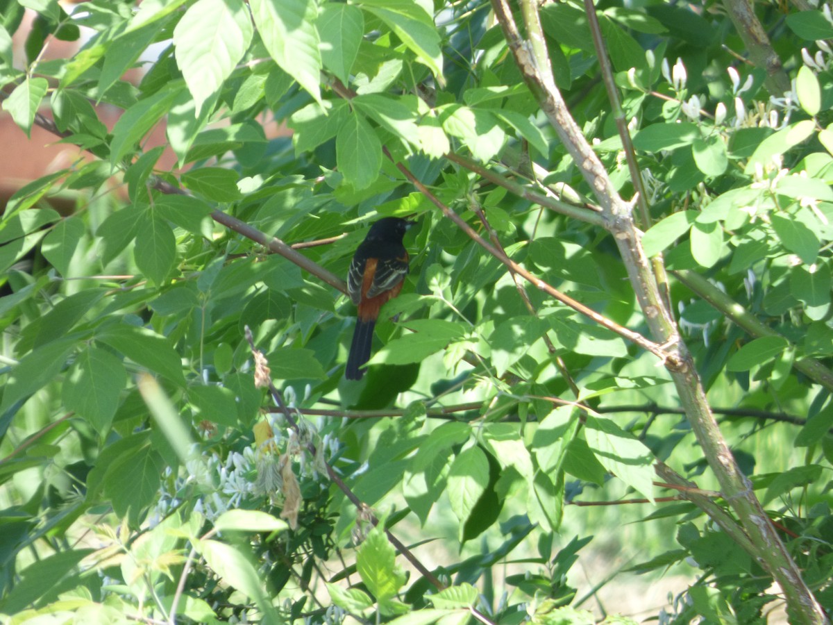 Orchard Oriole - ML102267771