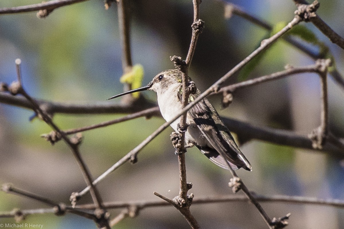 Black-chinned Hummingbird - Michael Henry