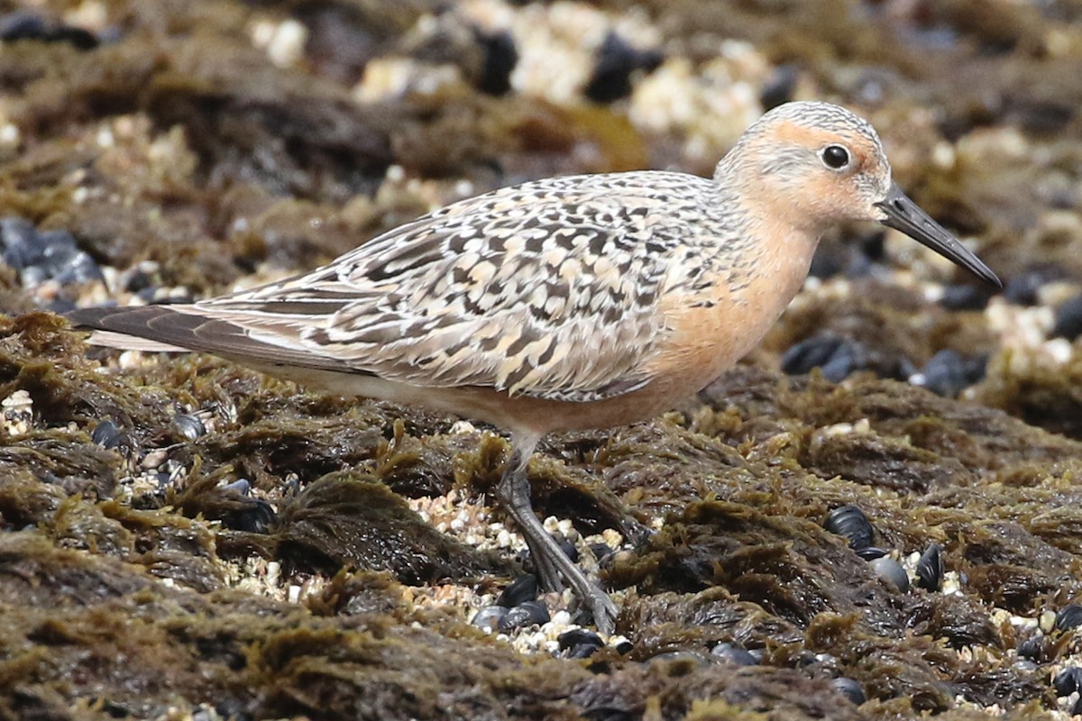 Red Knot - ML102271821